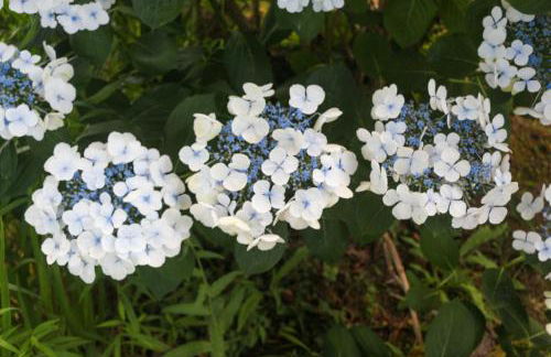 Casa Campo das Bizarras - Foto 63