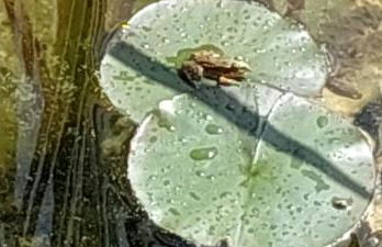 L'Etang Des Cigales - Foto 39