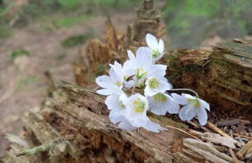 Lovely Semi-rural Caravan & Hot Tub - Sleeps Fam 6 - Photo 68