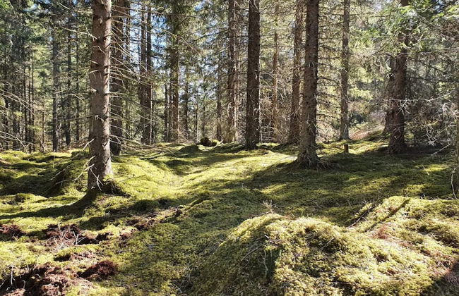 6 Person Holiday Home in Vreta Kloster - Foto 16