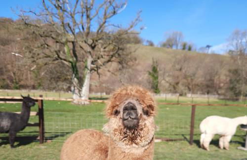 Owl Cabin - Photo 24