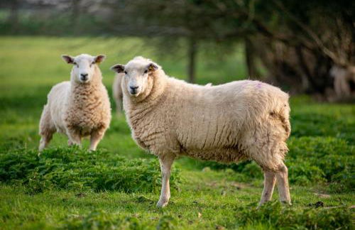 East Trenean Farm Cottages -4 Luxury Cornish Cottages sleeping 20 with hot tubs, private gardens, rural views and EV facilities - Foto 44