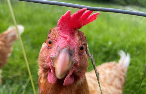 Deveron Valley Cottages - Foto 132