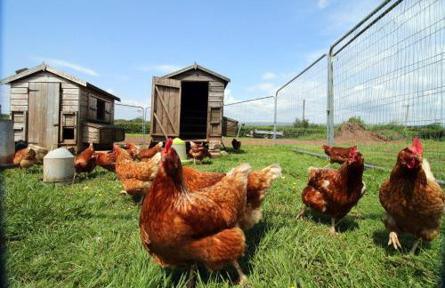 Argoed Barn and Vineyard - Foto 19
