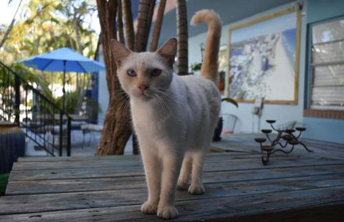 Blue Bell Apartment Hotel - Foto 23