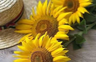 Silvaapartments - Foto 61