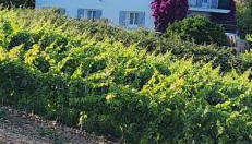 Charmant T3 en rez de jardin d'une villa - Foto 1