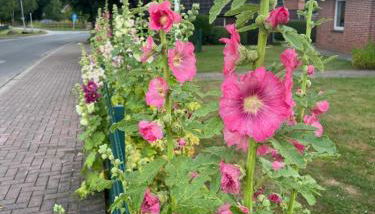 Ferienhaus Ahlers - Foto 2