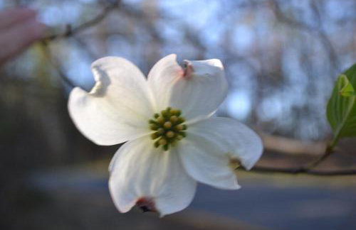 The Bird House near Fall Creek Falls State Park - Foto 78