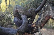 La Terrasse du Golf - Foto 27