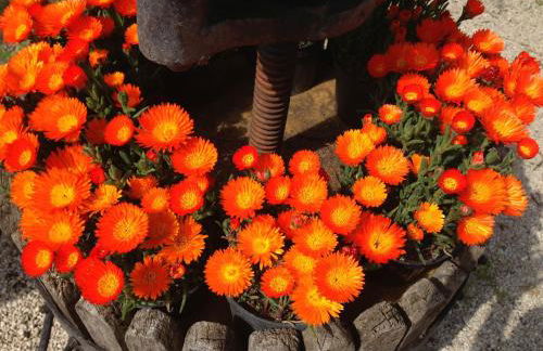 Domus Agricolae Corallina - Foto 45