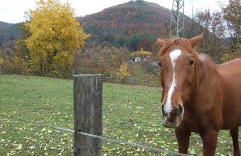 Haus Pfaffenfels - Foto 23