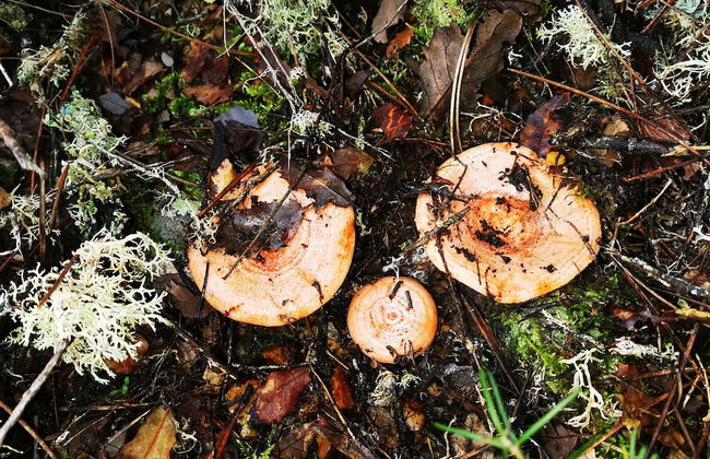 Casa Rural Mirador de los Tomillos - Foto 32