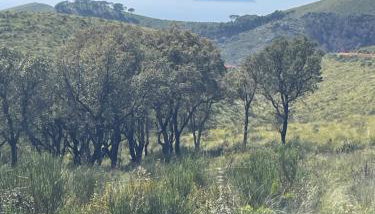 Chalet Mimosa - Foto 3