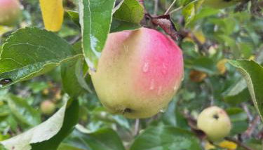 Sweet Root Hollow - Foto 2