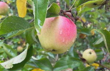 Sweet Root Hollow - Foto 2