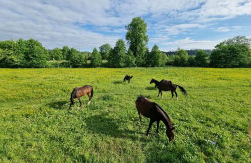 Dziubanowo - Foto 24