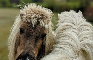 Hacienda Natura Agroturystyka - Photo 17