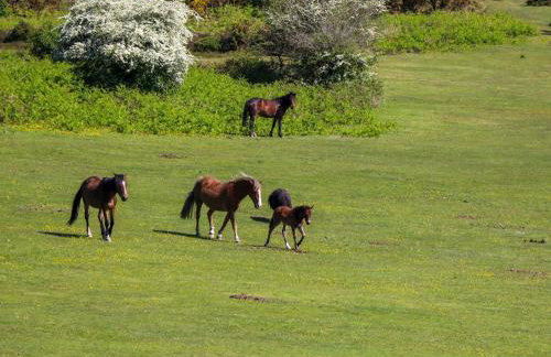 Smugglers Cottage - Foto 48