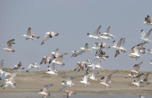 Le Crotoy - Entre ciel et mer - Photo 15