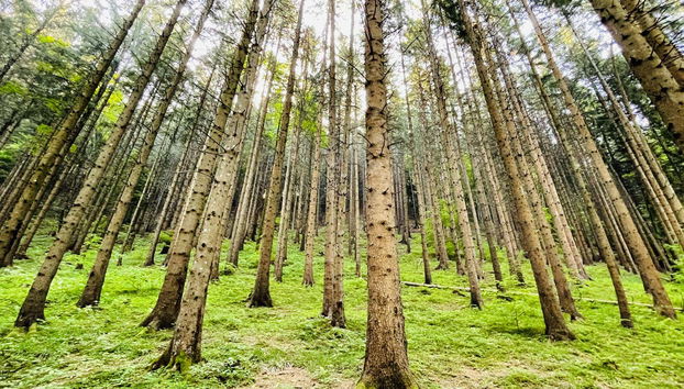 Day Trip to Seven Ladders Canyon - Foto 4