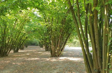 Casa Magica - Foto 27