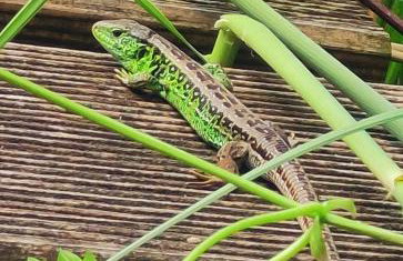 Apartament Baranek Nad Jeziorem - Foto 16