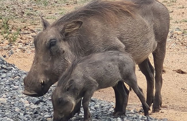 The Dreamcatcher Lodge - Photo 51