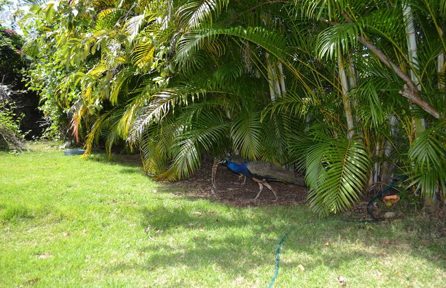Apartments with Balcony in the Villa, Pool - Foto 20