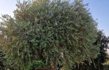 Villa Anna holiday house - Foto 54