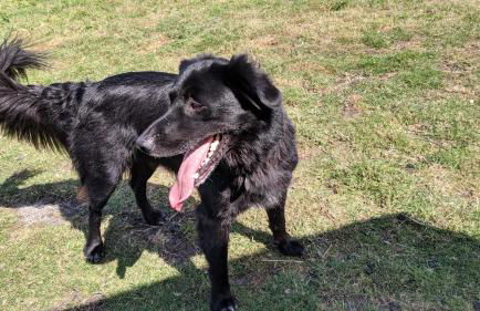 Glamping With Llamas - Foto 30