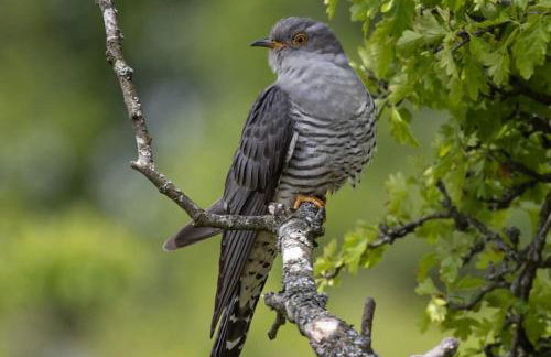 Cargibbitt Annexe - Foto 36