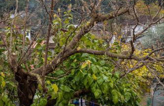 Eleni's GuestHouse - Foto 15