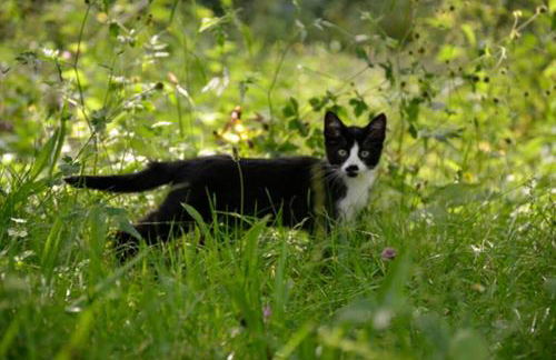 AIRE DE MONTAÑA - ESTUPENDAS VISTAS A LOS PICOS - Foto 38