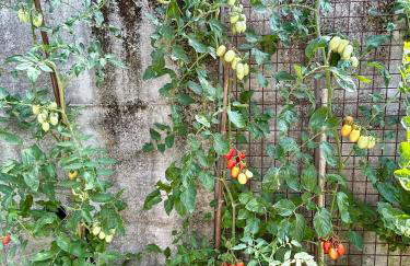 Valle Fiorita 42 - Garden apartment - Photo 35