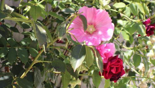 Beau T3 *** pour 2 à 4 pers avec patio privatif - Foto 4, Garden