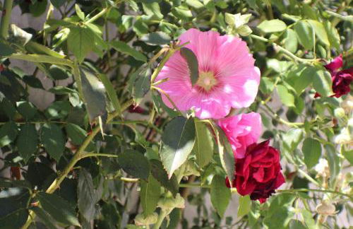 Beau T3 *** pour 2 à 4 pers avec patio privatif - Foto 4