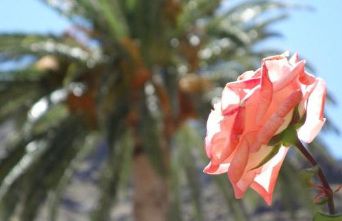 Apartamentos Nayara - Foto 37