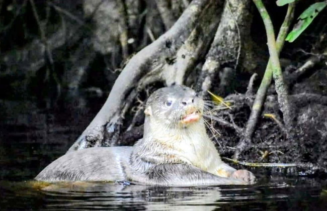 Tortuguero National Park Canoeing Tour - Photo 10
