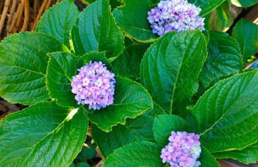 Finca Los Viñedos Verdes - Foto 6