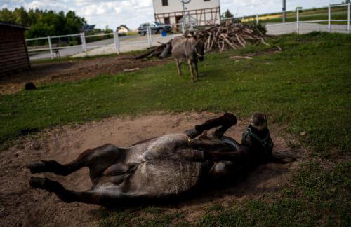 Stajnia Smaku - Photo 16