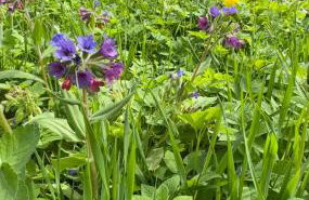 Escape to Nature - Dolac Franić - Foto 50