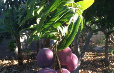 APARTAMENTO AINARA, LA GOMERA - Foto 41