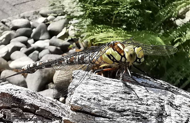 Ferienhaus Oppach - Foto 74