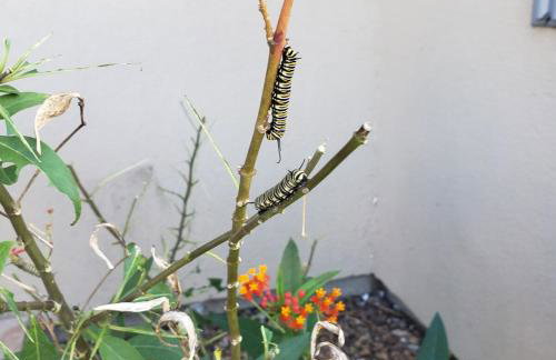 The Monarch - Foto 33