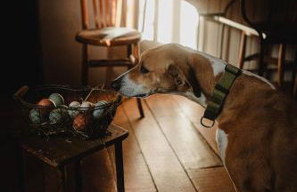 Mas el Mir - Foto 65