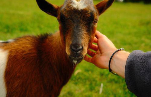 Smocze Ranczo 3 - Foto 73