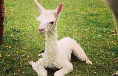 Y Boidy Bach - Photo 36