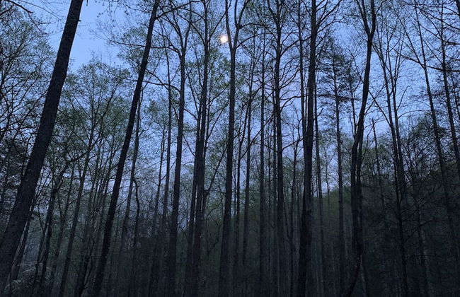 Gingershack Farms - Foto 51