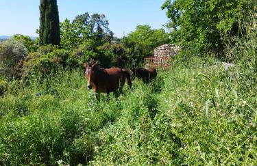 L'Oustalet Des Gorges d'Ardèche Wifi et Canal Plus - Foto 54